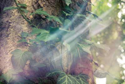 Close-up of fresh green plants