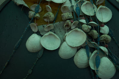 Close-up of shells 