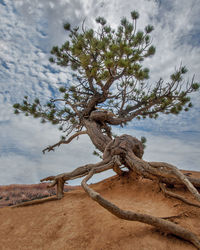 Tree growing on landscape against clouds