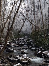 River flowing through forest