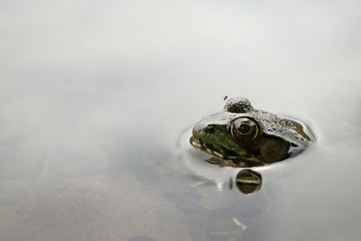 Close-up of frog swimming in lake