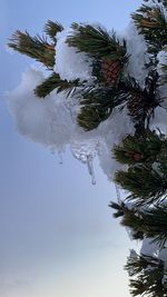 Close-up of frozen tree against sky