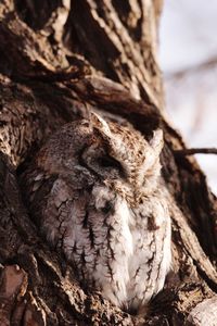 Close-up of owl perching on tree trunk