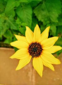 Close-up of yellow flower