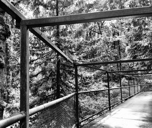 Footbridge over trees in forest