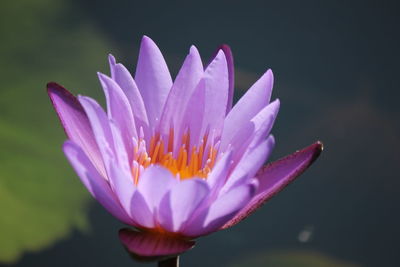 Close-up of purple water lily