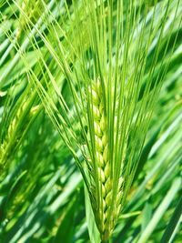 Close-up of crop growing on field