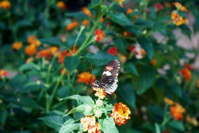 Close-up of butterfly pollinating on orange flower