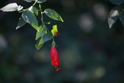 Close-up of red flower