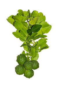 High angle view of leaves against white background