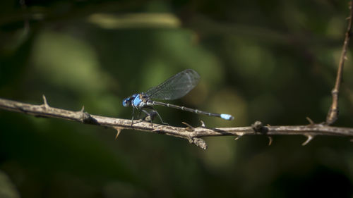 Close-up of damselfly on leaf