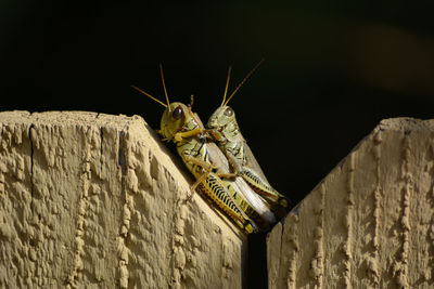 Close-up of grasshoppers