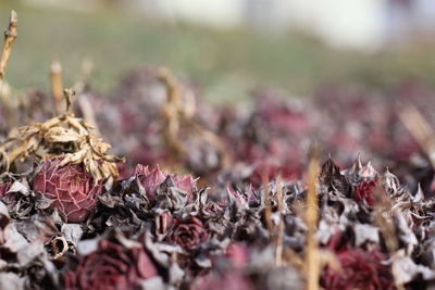 Close-up of dry leaves on plant during autumn