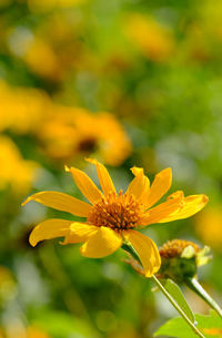 Close-up of yellow flowering plant on field