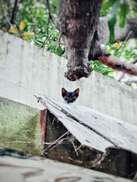 Close-up of insect on tree trunk