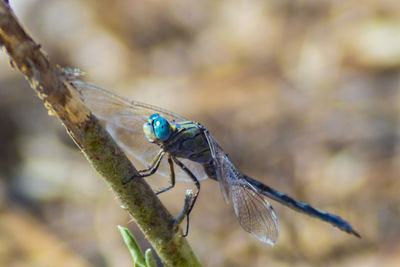 A beautiful blue eyed dragonfly 