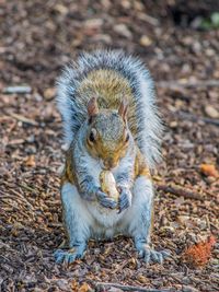 Gray squirrel eating a peanut 