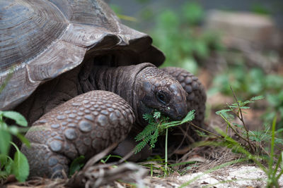 Close-up of turtle on field