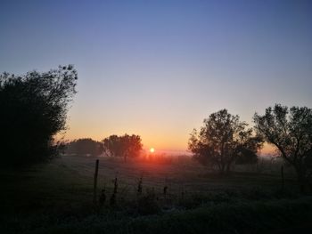 Silhouette trees on field against clear sky during sunset