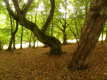 Trees on field in forest