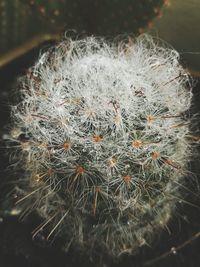 Close-up of plant against white background