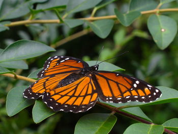 Close-up of butterfly on plant