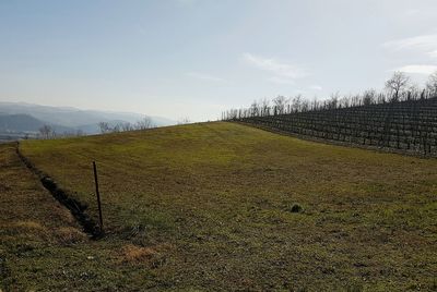 Scenic view of field against clear sky