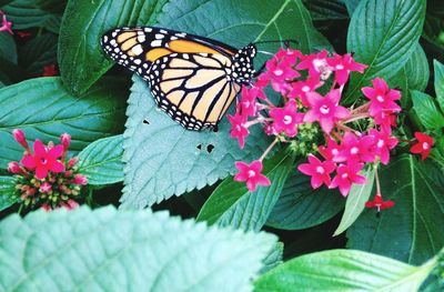 Close-up of butterfly on flower