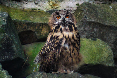 Portrait of owl on rock