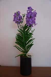 Close-up of potted plant on table against wall