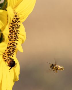 Close-up of bee pollinating on flower