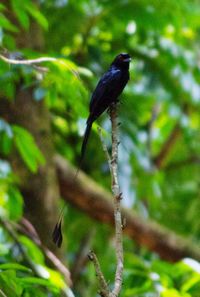 Close-up of bird perching on tree