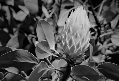 Close-up of flowering plant leaves