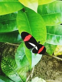 Close-up of butterfly on leaf