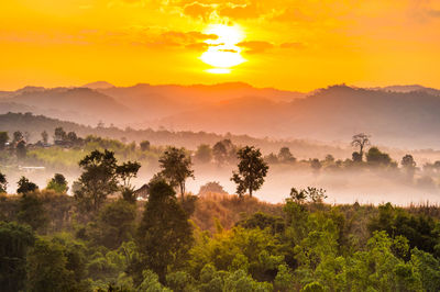 Trees on landscape against sky during sunset