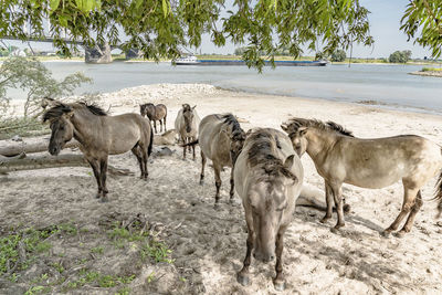 Horses on beach against trees