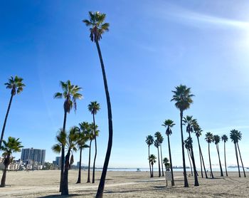 Palm trees on beach against clear blue sky