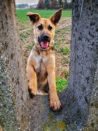 Portrait of a dog