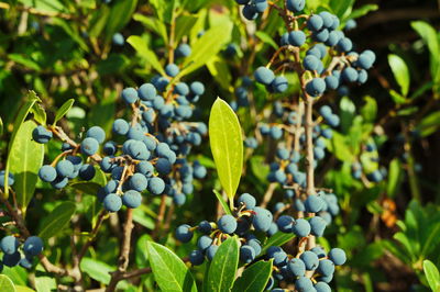 Close-up of blueberries growing on tree