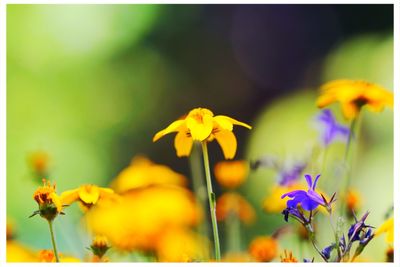 Close-up of yellow flowers blooming in park