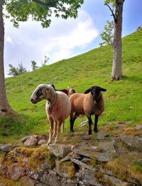 Sheep standing on field against sky