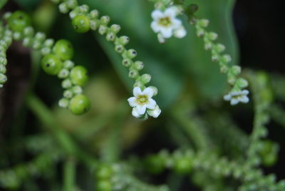 Close-up of white flowers