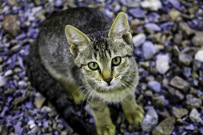 Close-up portrait of tabby cat on purple outdoors