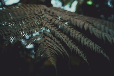 Close-up of fern plant