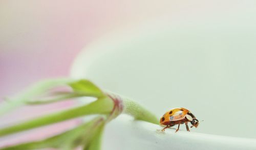 Macro shot of beetle on container