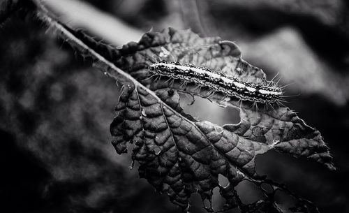 Close up of plant against blurred background