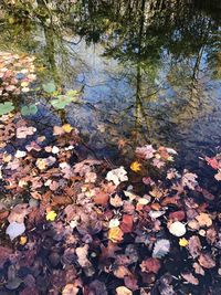 Full frame shot of autumn leaves in water