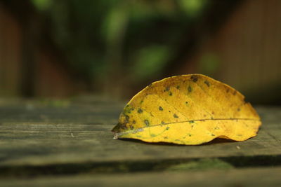 Close-up of dry leaf on table