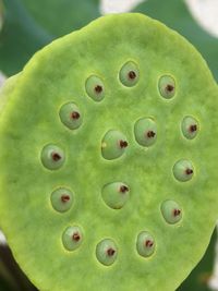 Close-up of prickly pear cactus