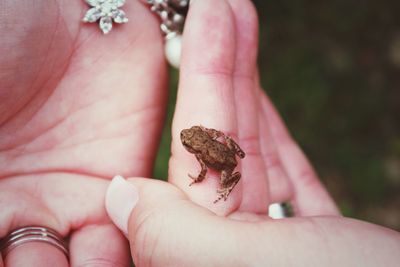 Close-up of human hand holding lizard